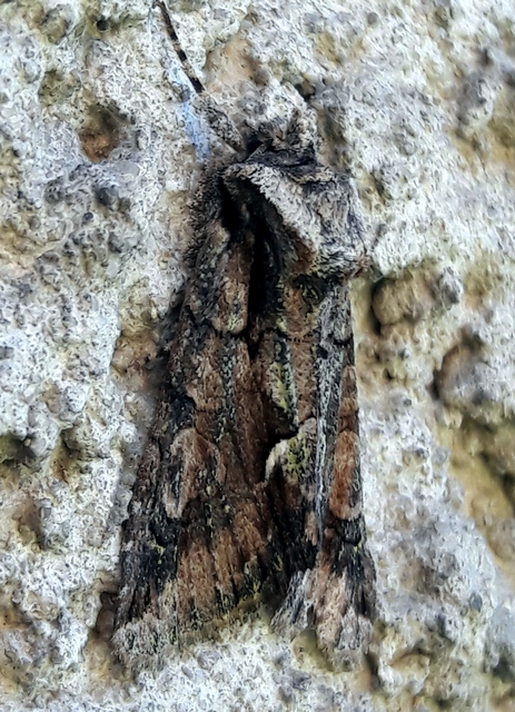 Allophyes oxyacanthae - galagonyabagoly