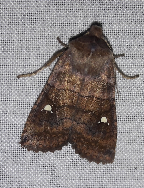 Eupsilia transversa - holdacskás télibagoly