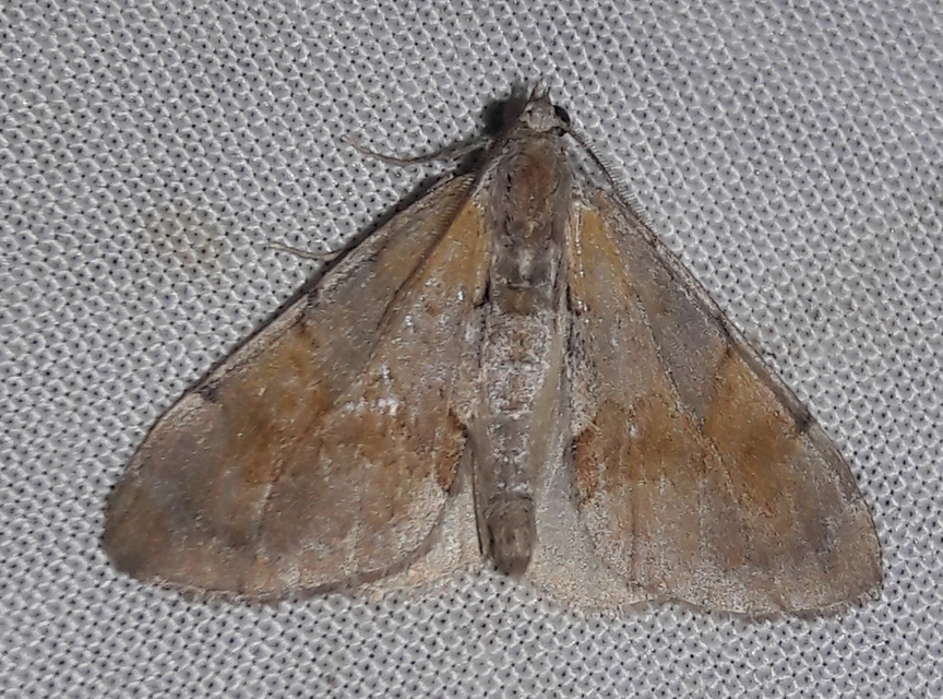 Pennithera firmata - sárgásvörös fenyőaraszoló