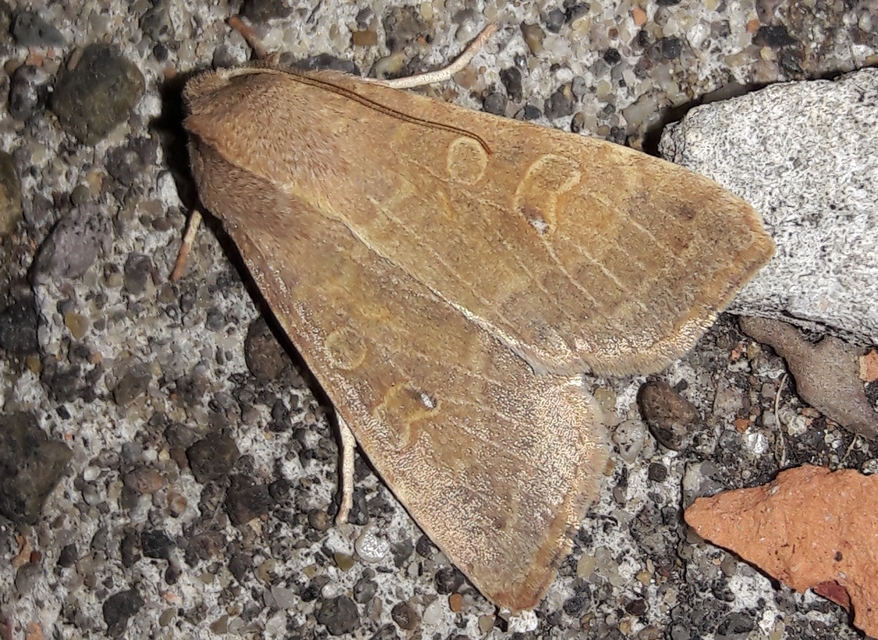Cirrhia ocellaris - fakó sárgabagoly