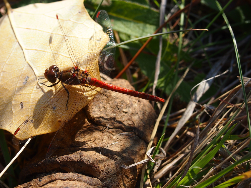Sympetrum striolatum - harántsávos katona-szitakötő