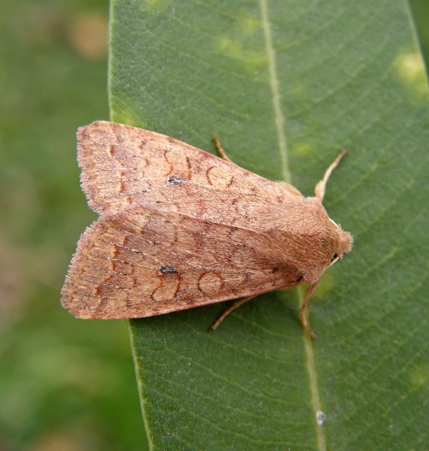 Sunira circellaris - okkersárga őszibagoly