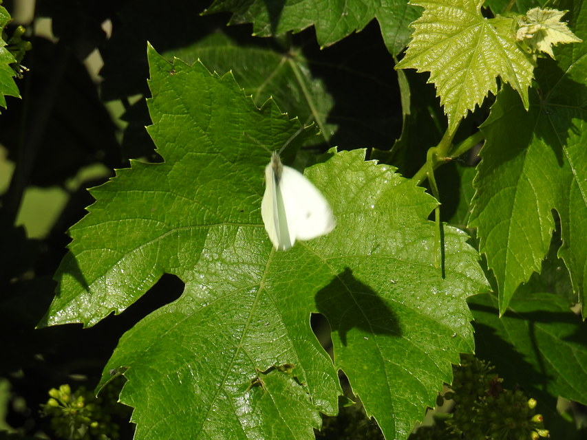 Pieris rapae - répalepke