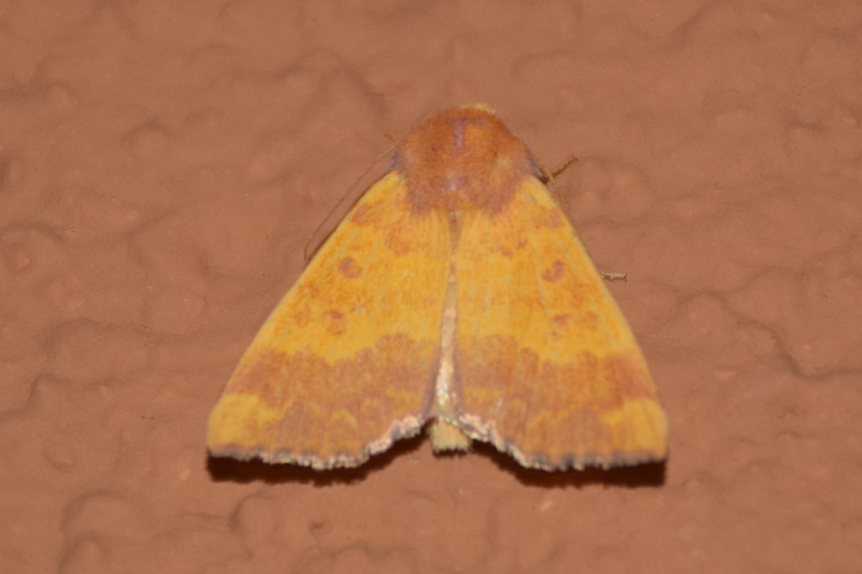 Tiliacea aurago - aranyló sárgabagoly