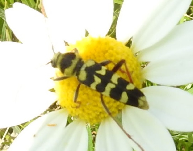 Echinocerus floralis - lucerna-darázscincér