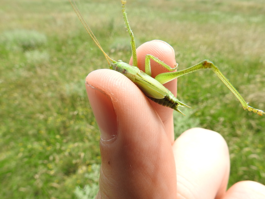 Tettigonia viridissima - zöld lombszöcske