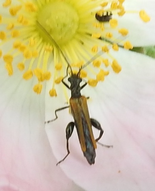 Oedemera femorata - sárgahátú álcincér