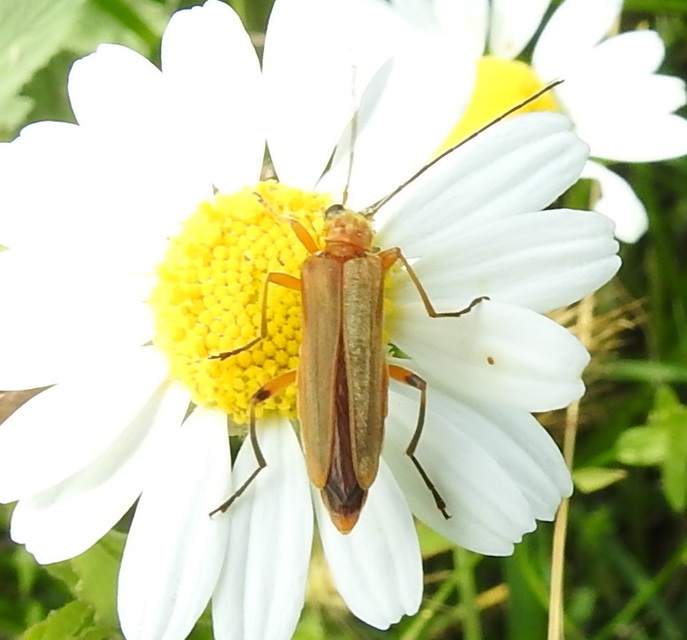 Oedemera podagrariae - székfű-álcincér