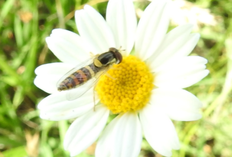 Sphaerophoria