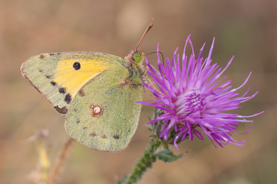 Colias