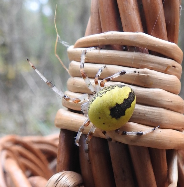 Araneus marmoreus - márványos keresztespók
