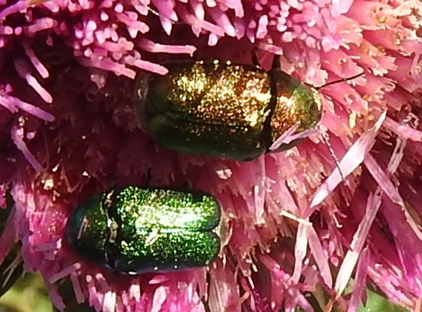 Cryptocephalus