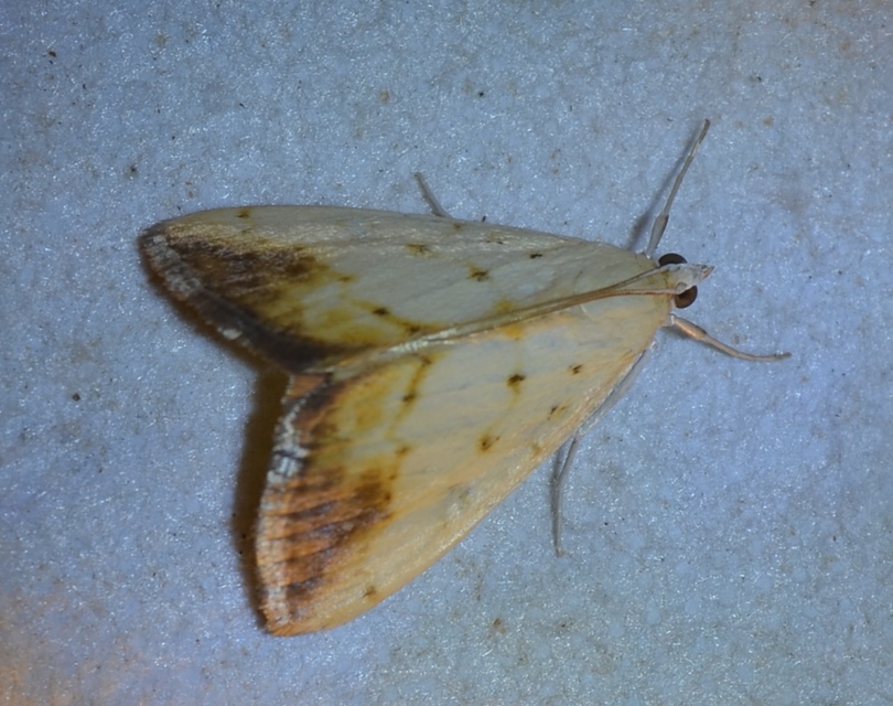 Evergestis extimalis - kerti dudvamoly