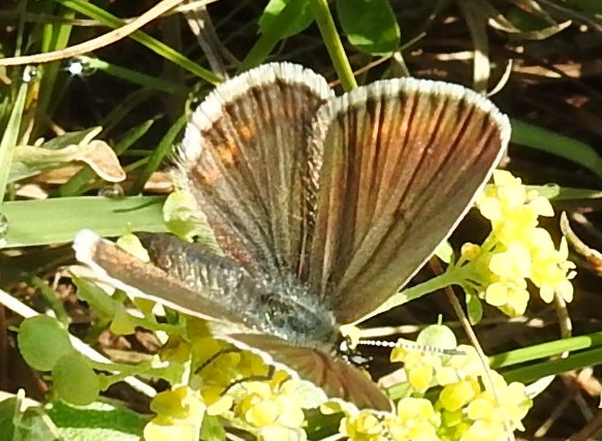 Plebejus argus - ezüstös boglárka