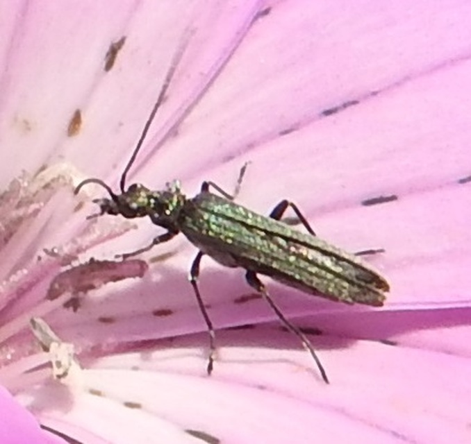 Oedemera