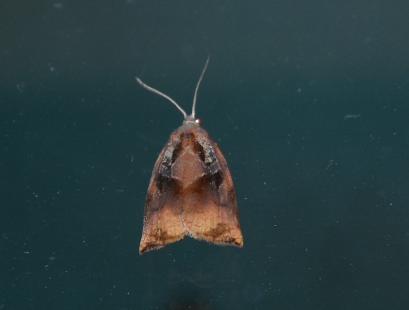 Archips podana - dudvarágó sodrómoly