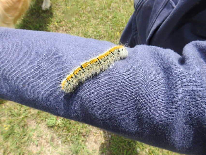 Lasiocampa trifolii - lóhereszövő