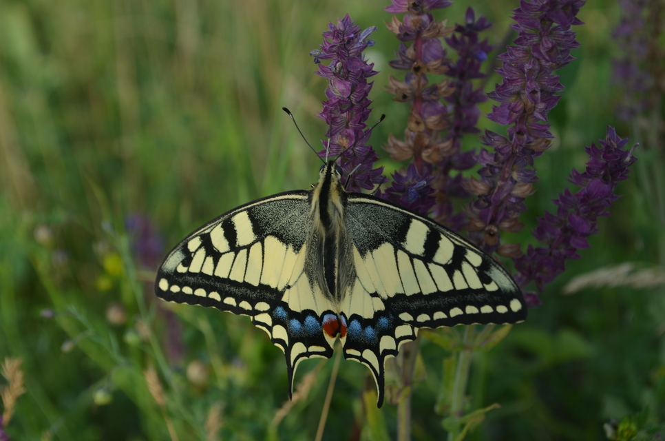 Papilio machaon - fecskefarkú lepke