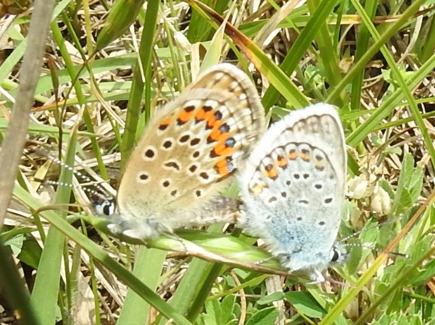 Plebejus argus - ezüstös boglárka