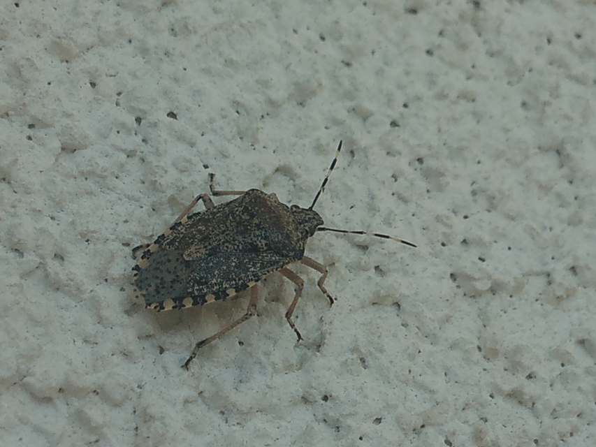 Rhaphigaster nebulosa - bencepoloska