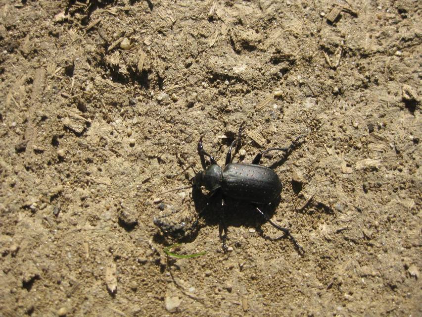 Calosoma maderae - aranypettyes bábrabló