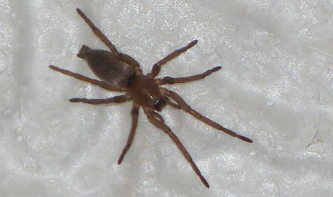 Gnaphosidae - kövipókok