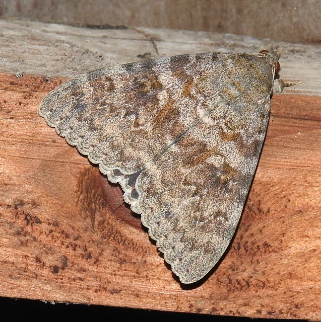 Catocala elocata - közönséges övesbagoly