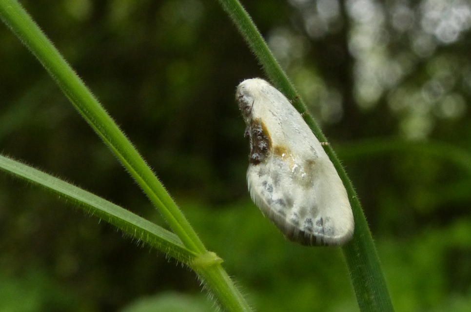 Cilix glaucata - törpe sarlósszövő