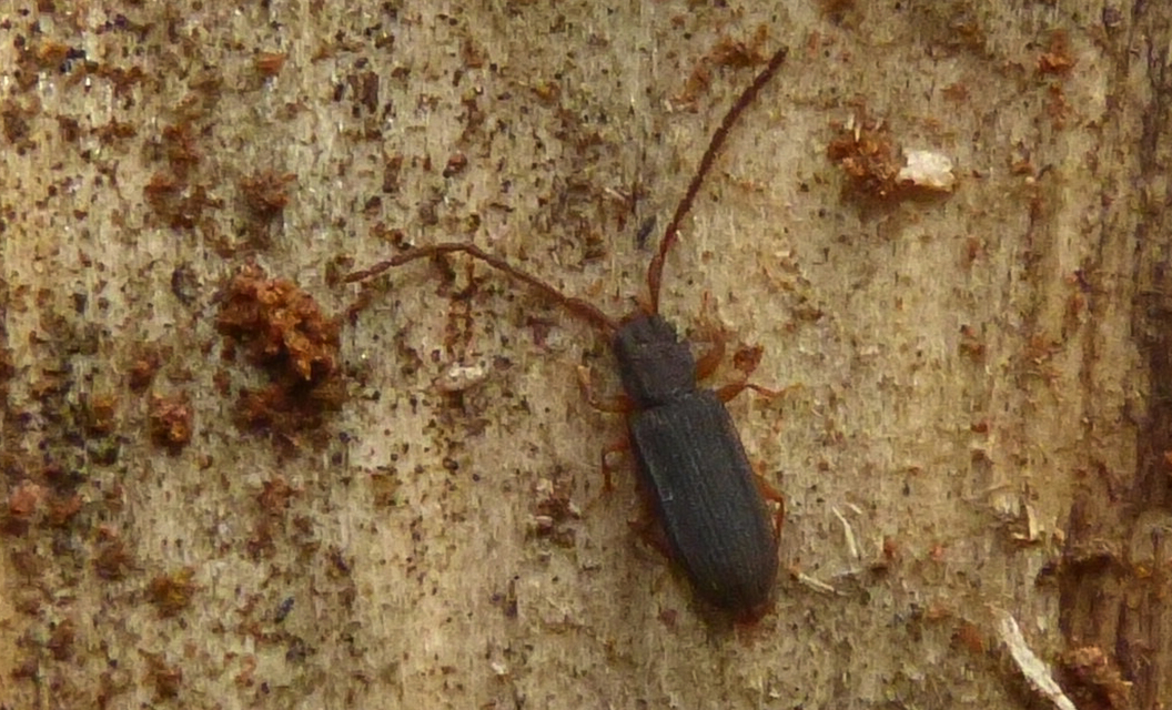 Uleiota planatus - hosszúcsápú fogasnyakú-lapbogár