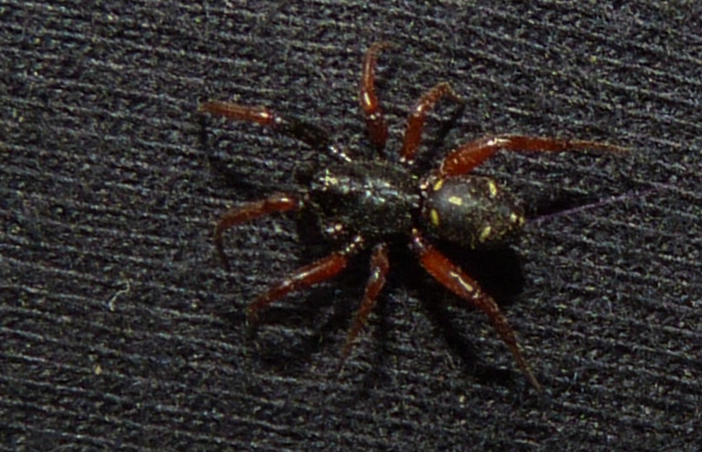 Asagena phalerata
