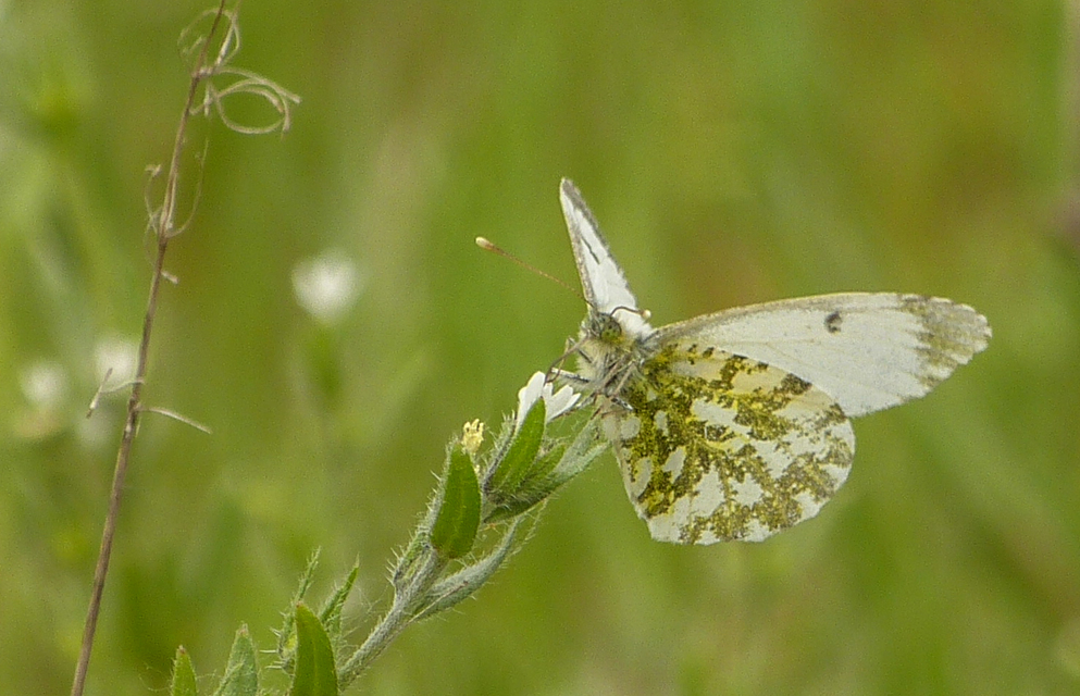 Anthocharis cardamines - hajnalpírlepke