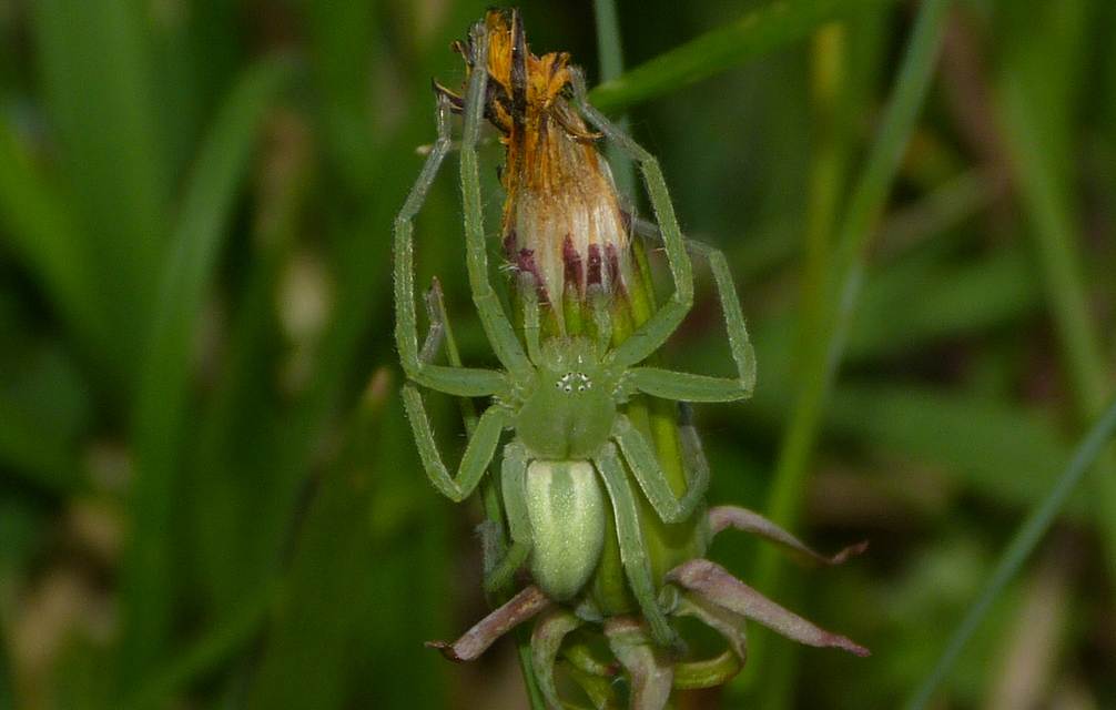 Micrommata virescens - hunyópók