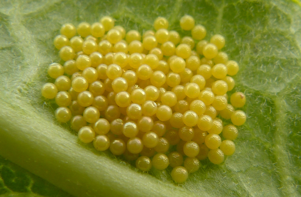 Arctia festiva - díszes medvelepke
