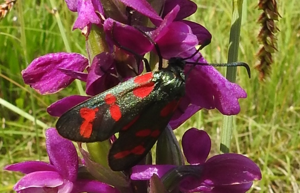 Zygaena filipendulae - acélszínű csüngőlepke