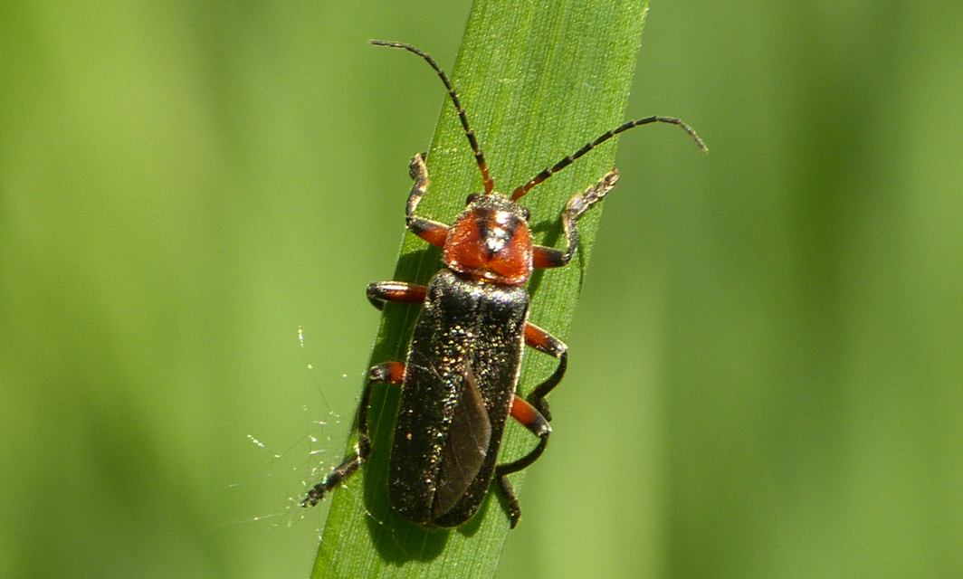 Cantharis rustica - suszterbogár