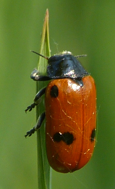 Clytra quadripunctata - négyfoltos zsákhordóbogár