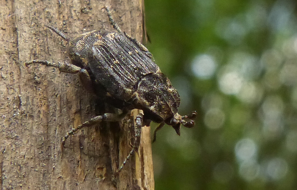 Valgus hemipterus - suta virágbogár
