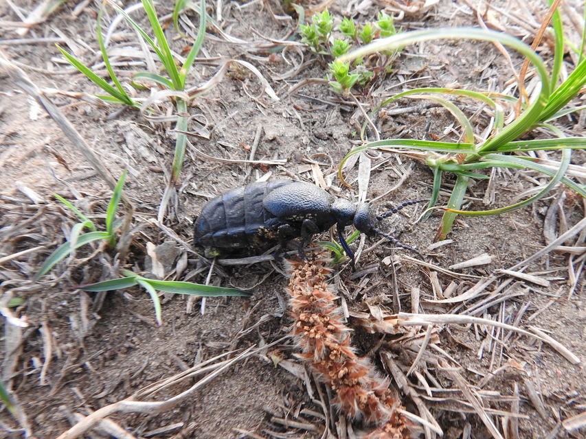 Meloe proscarabaeus - közönséges nünüke