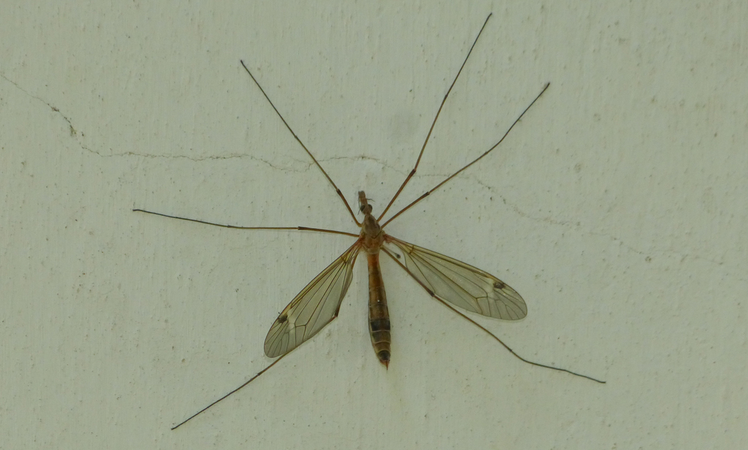 Tipula lunata