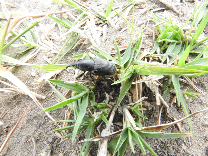 Sphenophorus striatopunctatus - mezei zsuzsok