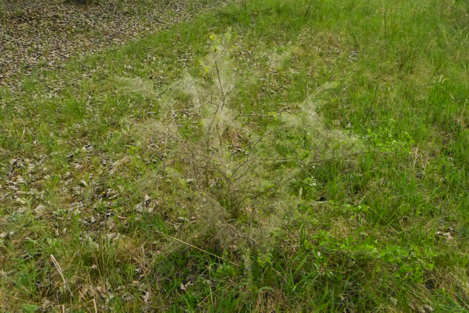 Scythropia crataegella - galagonya-pókhálósmoly