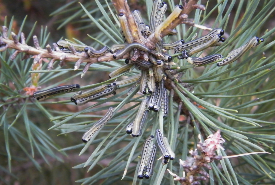 Diprionidae - fésűs fenyődarazsak