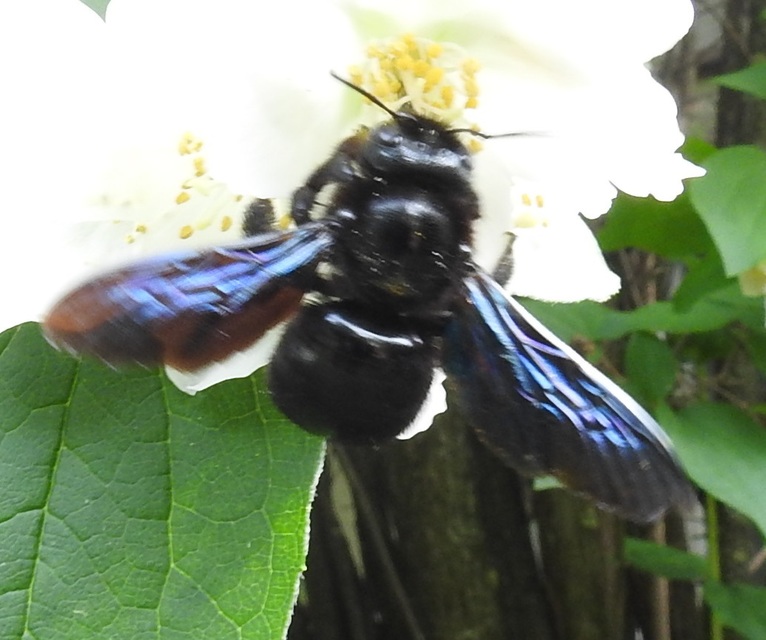 Xylocopa violacea - kék fadongó