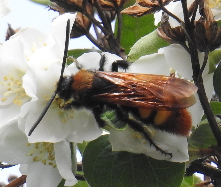 Megascolia maculata - óriás-tőrösdarázs
