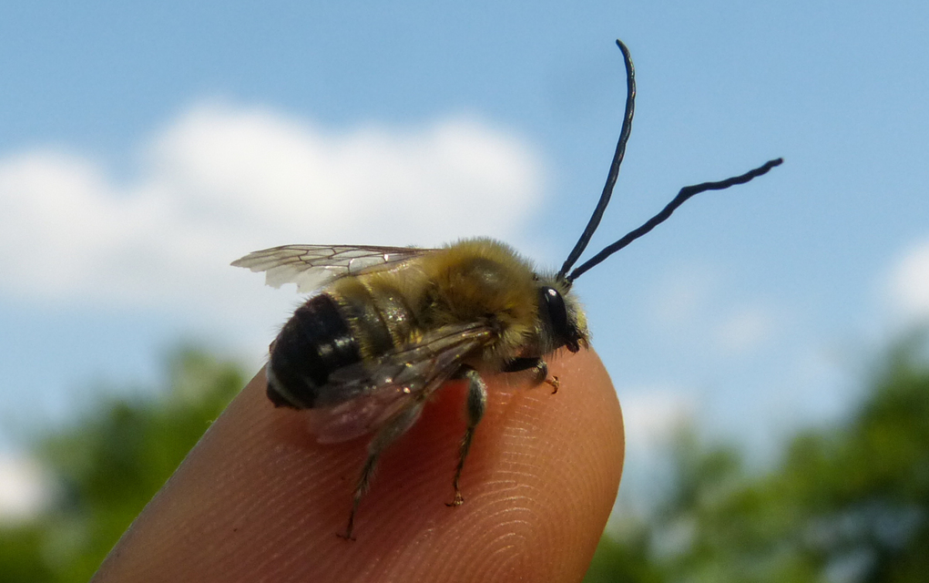 Eucera