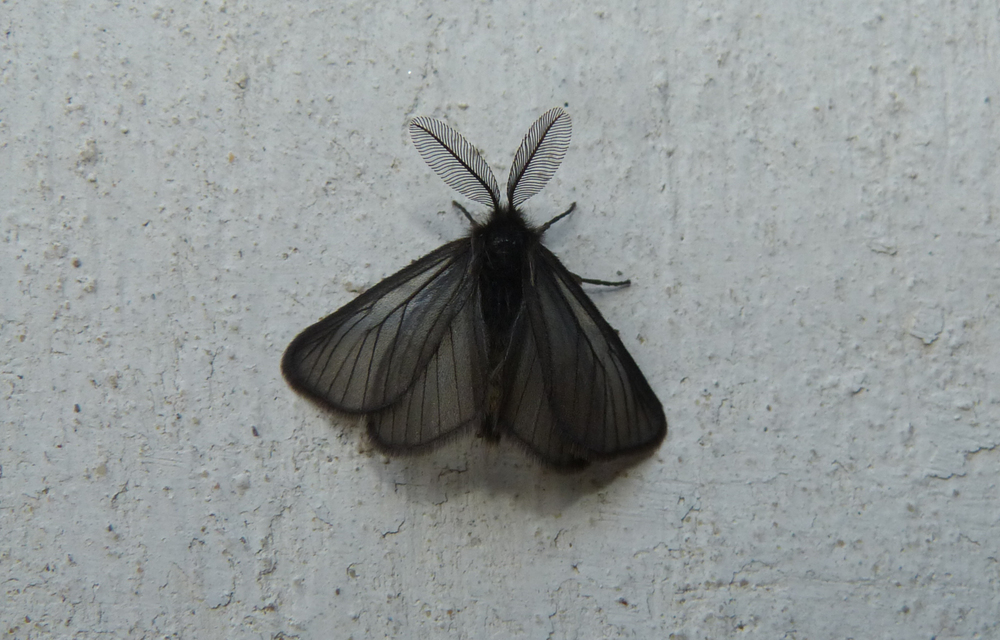 Pentophera morio - réti gyapjaslepke