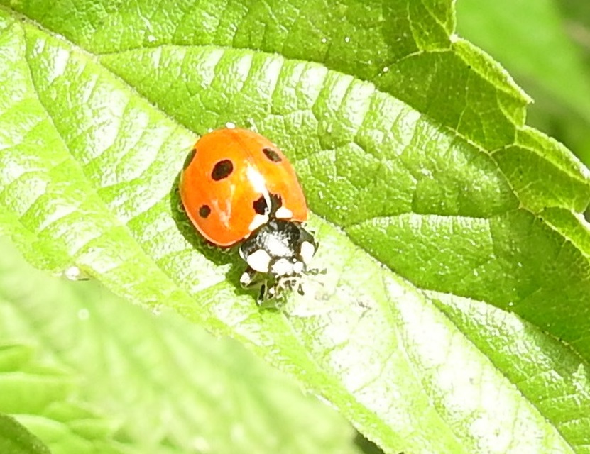Coccinella septempunctata - hétpettyes katica