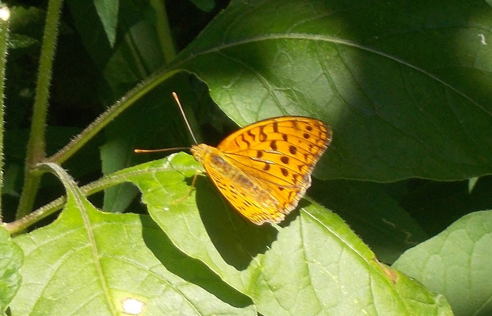Argynnis adippe - ezüstös gyöngyházlepke