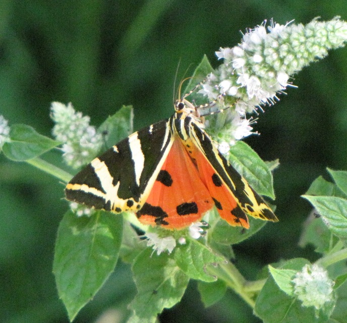 Euplagia quadripunctaria - csíkos medvelepke
