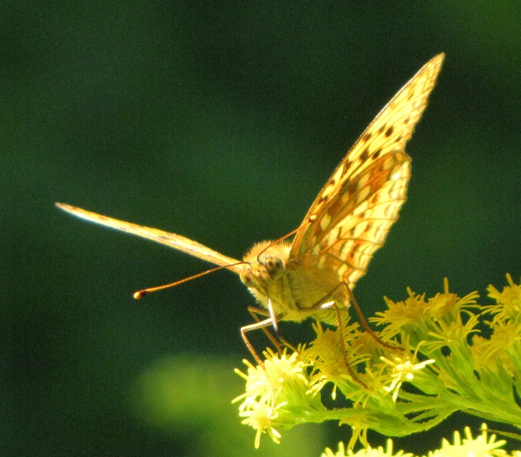 Argynnis adippe - ezüstös gyöngyházlepke